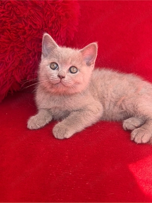 British Shorthair - imagine 10