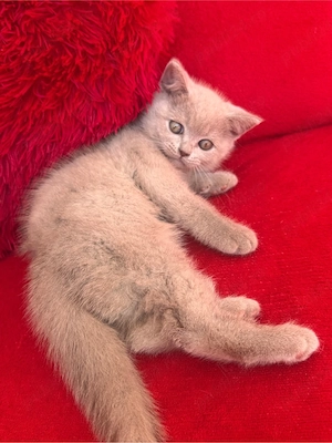 British Shorthair - imagine 6