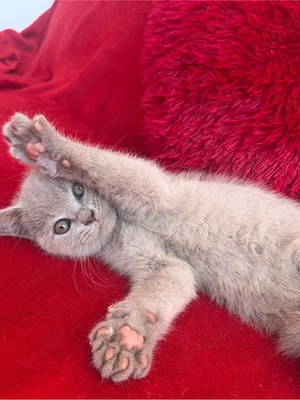 British Shorthair - imagine 8