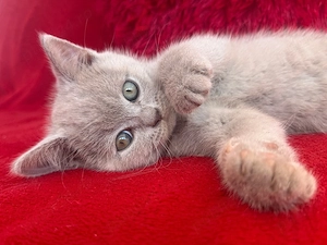 British Shorthair - imagine 2