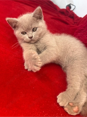 British Shorthair - imagine 3