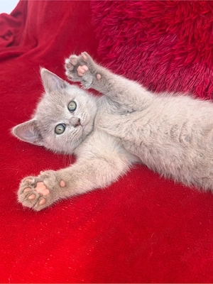 British Shorthair