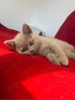 British Shorthair - imagine 4