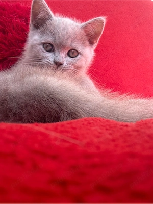 British Shorthair - imagine 5