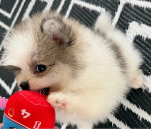 pomeranian parti color superb 