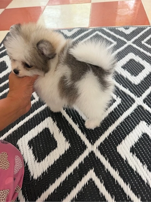 pomeranian parti color superb  - imagine 4