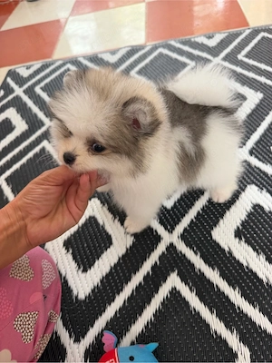 pomeranian parti color superb  - imagine 2