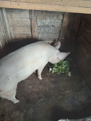porc de vanzare