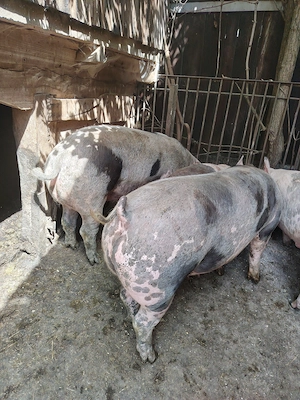 Porci disponibili 