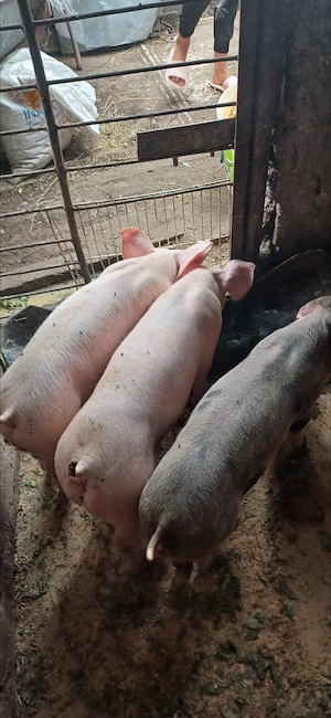 Vând purcei rasă de carne Pik ,greutate 30 de kg bucata 