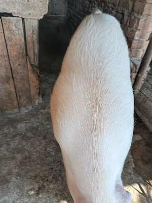 vand porc gras 100--120kg