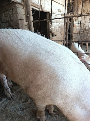vand porc gras 100--120kg - imagine 2