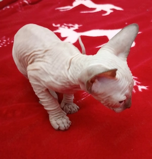 Vand pui Sphinx  - imagine 4