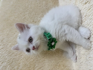 British shorthair- longair, scotish fold  - imagine 2