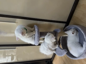 British shorthair- longair, scotish fold 