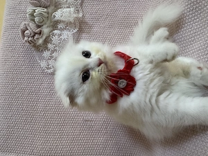 British shorthair- longair, scotish fold  - imagine 3