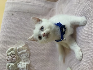 British shorthair- longair, scotish fold  - imagine 4