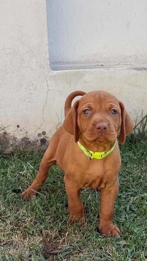 Catei Vizsla maghiara disponibili in curand - imagine 4