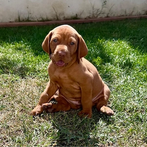 Catei Vizsla maghiara disponibili in curand - imagine 2