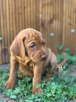 Catei Vizsla maghiara disponibili in curand - imagine 3
