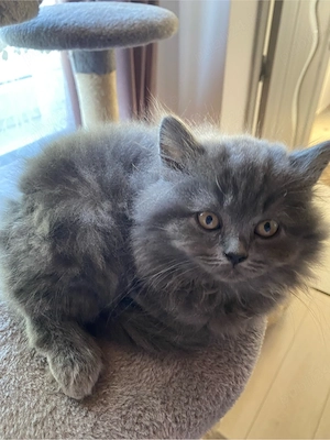 baietel british longhair