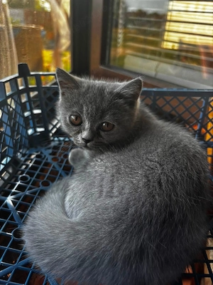 Pui British Shorthair  - imagine 2
