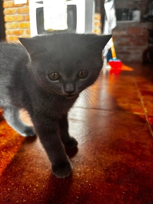 Pui British Shorthair  - imagine 4