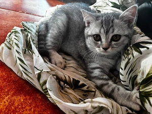 Pui British Shorthair 