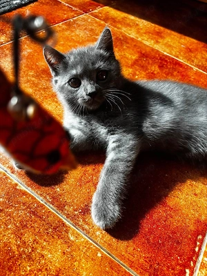 Pui British Shorthair  - imagine 3