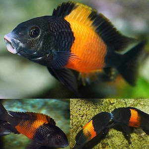 Tropheus pemba