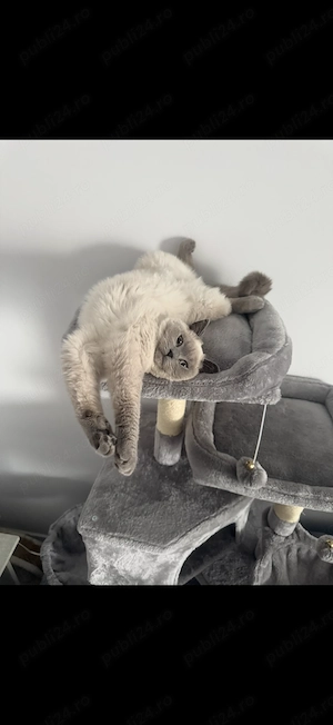 Motan British Shorthair  - imagine 4