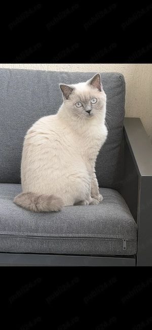 Motan British Shorthair 