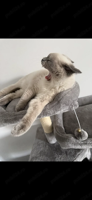 Motan British Shorthair  - imagine 2