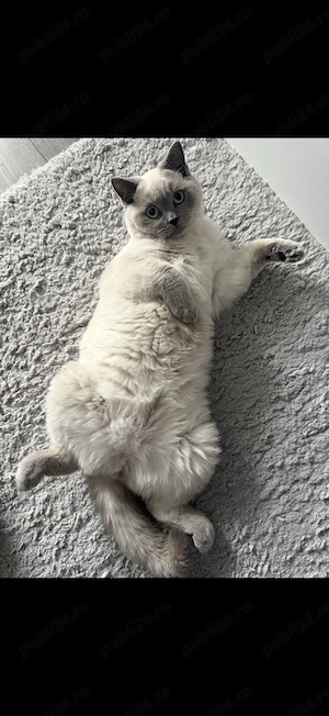 Motan British Shorthair  - imagine 3