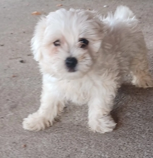 Bichon Maltez