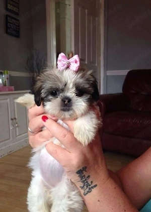 Shih tzu puiuți - imagine 2