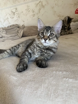 Maine coon puiuți - imagine 2