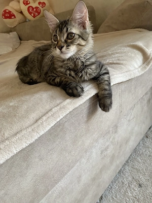 Maine coon puiuți - imagine 3