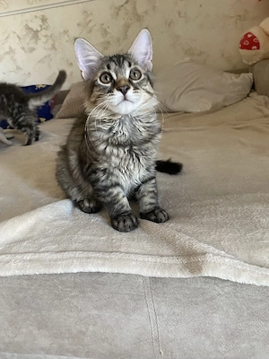 Maine coon puiuți - imagine 4