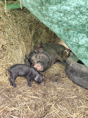 Scroafa cu 7 purcei