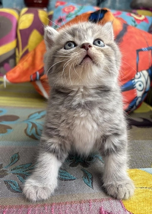 British shorthair pui superbi - imagine 2