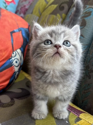 British shorthair pui superbi