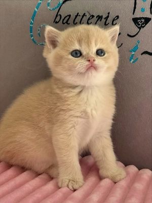British shorthair puișori - imagine 2