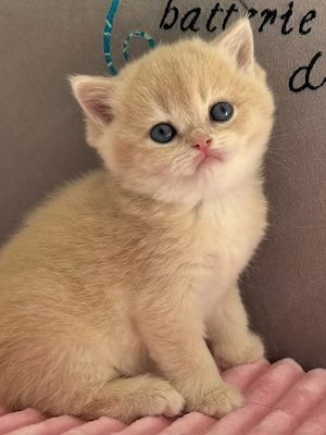 British shorthair puișori - imagine 3