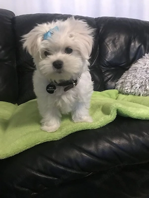 Bichon toy pui superbi - imagine 3