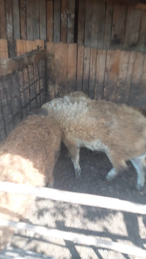 Porci mangalita