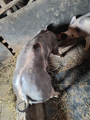 Vând grăsuni pietrain belgian, 1 pereche 