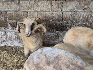 vand berbeci monta - imagine 4