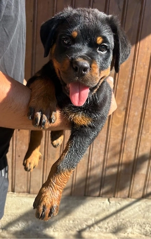 catei rasa Rottweiler - imagine 5