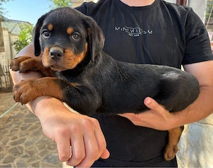 catei rasa Rottweiler